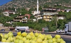 Payas’ta İncir Hasadı Sezonu Başladı
