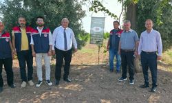 Toprakkale'de narenciyeye faydalı böcek desteği başladı