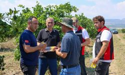 Yumurtalık'ta Zararlılara Karşı Faydalı Böcek Salındı