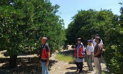 Antalya'da Turunçgil Rekoltesi İçin Saha Mesaisi