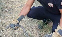 HBB İtfaiyesi Yerleşim Yerlerindeki Yılanları Yakaladı