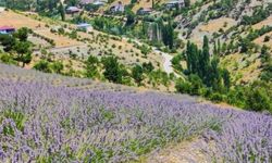 Saimbeyli’de Lavanta İçin Yeni Umut