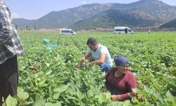 Kadirli’de Tarım İşçilerinin Yevmiyesi 1.550 TL Oldu