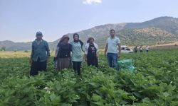 Düziçi’nde Tarım Arazilerinde Sıkı Denetim