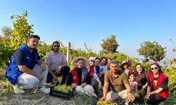 Tarsus’ta Gençler Üzüm Hasadına Katıldı