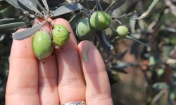 Zeytin Hasadında Kaliteyi Artıran Yöntemler: Üreticiler Nelere Dikkat Etmeli?