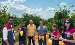 Toprakkale’de narenciye üreticilerine sinek uyarısı