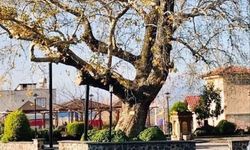 Osmaniye’de Bir Asırlık Çınar Dikkat Çekiyor