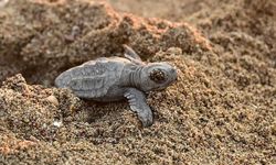 Caretta Caretta Yavruları Akdeniz’e İlk Adımlarını Attı