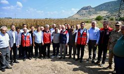 Osmaniye’de Mısır Hasadı Bereketle Gerçekleşti
