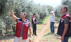 Düziçi’nde zeytin bahçelerinde zararlı alarmı