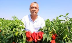 Kahramanmaraş’ta Salçalık Biber Hasadı Başladı