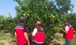 Erzin’de narenciye bahçelerinde hastalık alarmı