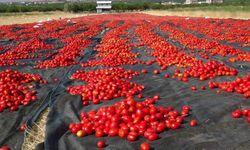 Malatya’da tarlalar kırmızıya boyandı