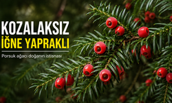 Porsuk Ağacı Doğanın En İlginç İğne Yapraklısı