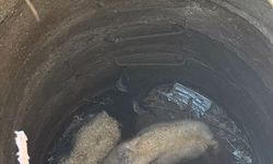 Antakya'da kuyuya düşen iki koyun itfaiye ekiplerince kurtarıldı
