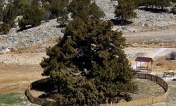 Konya'daki 2 Bin Yıllık Ağıl Ardıç İçin Toros Dağları Sayfasından Doğa Çağrısı