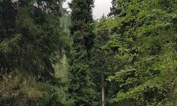 Türkiye'nin Doğa Hazinesi Artvin'de! Dünyanın En Büyük Piramidal Ladini Dikkat Çekiyor