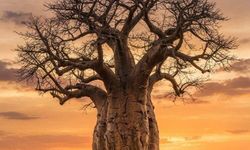 Baobab Ağacı Nedir? Binlerce Yıllık Devlerin Şaşırtan Özellikleri