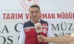 Yerli Ayçiçeği Tohumları Düziçi’nde Deneniyor