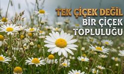 Papatyanın şaşırtan sırrı Osmaniye’de de görülüyor