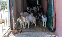 Mersin’de “çöp ev” ihbarı ekipleri şaşkına çevirdi! İçeriden 100 kedi çıktı