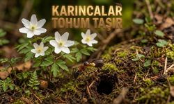 Tohumlarını Karıncalara Taşıtan Bitkilerin Gizemli Yöntemi