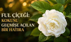 Ful Çiçeği: Kokusu Geçmişe Açılan Bir Hatıra