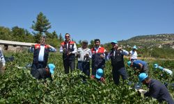 Gülnar'da kuş üzümü hasadı başladı