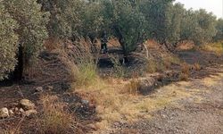 Hatay Erzin’de Ağaçlık Alan Yangını Kısa Sürede Söndürüldü