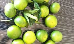 Hatay’da Mandalina Hasadı Başladı Çiftçi Fiyat Bekliyor?
