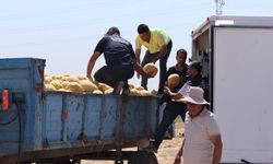 Hatay Büyükşehir Belediyesinden Depremzedelere 100 Ton Kavun Desteği