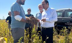 Kadirli'de Kuş Yemi Hasadı Başladı! Kaymakam Dolu Çiftçilerle Buluştu