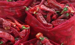 Karaisalı’nın Salçalık Biberinde Hasat Bereketi