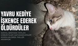 Sosyal Medyada Yayılan Görüntüler Kan Dondurdu! Yavru Kedi İşkenceyle Öldürüldü