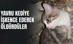 Sosyal Medyada Yayılan Görüntüler Kan Dondurdu! Yavru Kedi İşkenceyle Öldürüldü