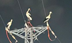 Osmaniye Toprakkale’de Leylekler Enerji Hatlarına Çarptı: Elektrikler Kesildi