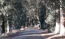 Muğla’da Okaliptüs Ağaçlı Yol Akçapınar’a mı Uzuyor?