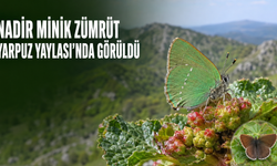 Nadir Minik Zümrüt Osmaniye Yarpuz Yaylası’nda Görüldü