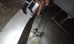 Osmaniye Arsuz ve Defne’de Patili Dostlara Kurtarma