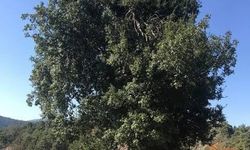 Pırnal Meşesi Nedir? Akdeniz’in Zorlu Koşullarına Dayanan Özel Ağaç Türü