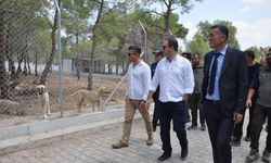 Silifke Kaymakamı Eyüp Fırat, sahipsiz köpeklerin doğal yaşam alanını inceledi