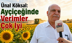 Ünal Köksal: Ayçiçeğinde Verimler Çok İyi