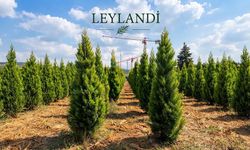 Osmaniye'de Bahçelerin Vazgeçilmezi Leylandi Ağacı