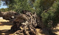 3 Bin 700 Yıllık Zeytin Ağacı Hâlâ Meyve Veriyor