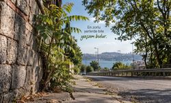 Kesilse Bile Yeniden Çıkıyor İşte O Ağacın Sırrı