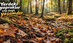 Osmaniye Ormanlarında Yapraklar Neden Yerde Kalıyor?