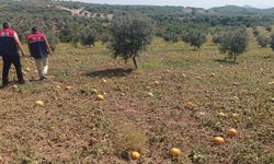 Osmaniye’de Dolu Zararları İçin Hasar Tespiti Sürüyor