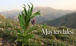 Muş Ters Lalesi Bilim Dünyasına Kazandırıldı