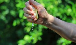 Adana’da Limon Hasadı Yavaşladı, Gözler Rusya Pazarında